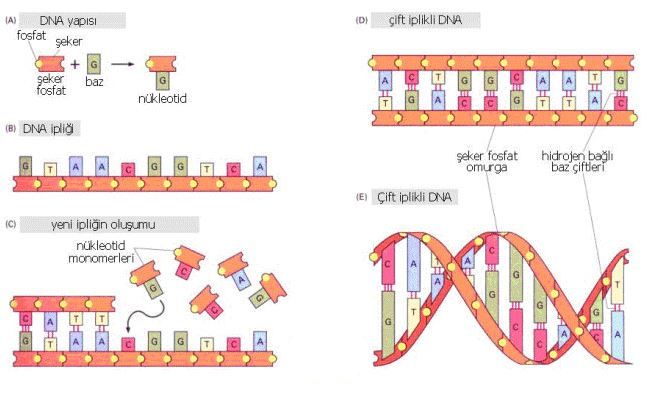 50369d1465480188 dna deoksiribo nukleik asit dna8