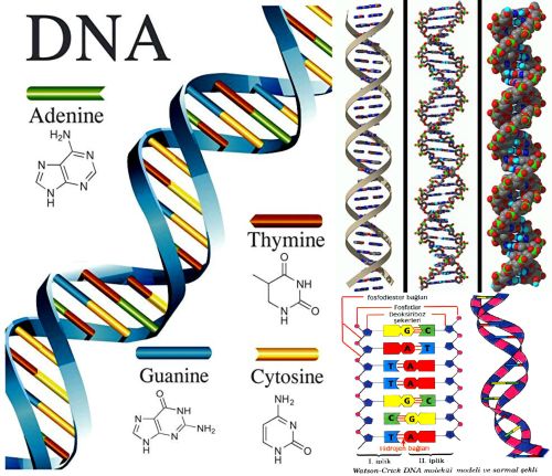 Ad: DNA1.jpg
Gösterim: 8322
Boyut: 59.0 KB Ad: DNA1.jpg
Gösterim: 8322
Boyut: 59.0 KB