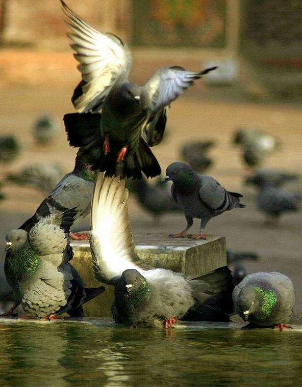 Ad:  birds.jpg
Gsterim: 218
Boyut:  64.4 KB