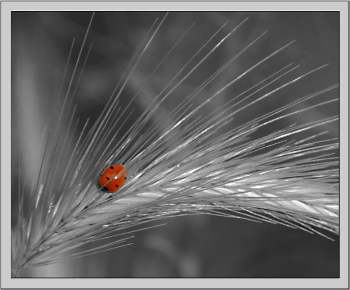 Ad: betle1.jpg
Gösterim: 2980
Boyut: 49.5 KB