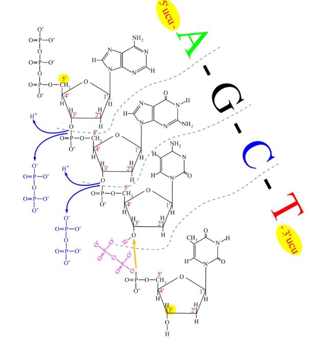 Ad: dna.JPG
Gösterim: 5509
Boyut: 45.9 KB Ad: dna.JPG
Gösterim: 5509
Boyut: 45.9 KB