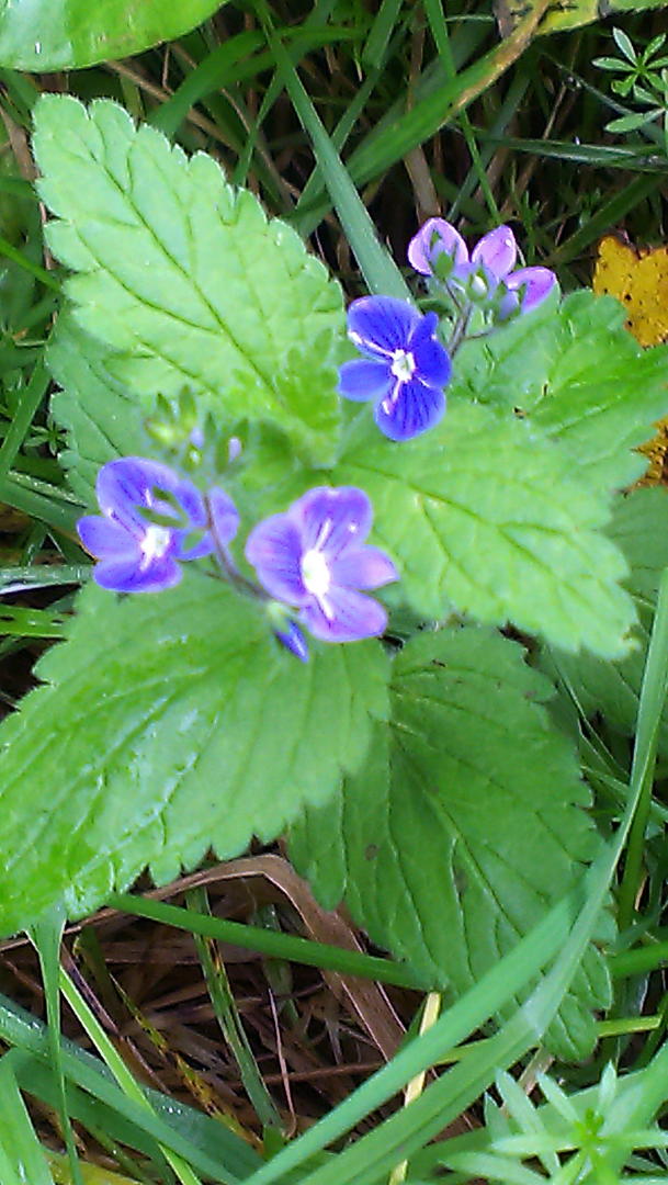 Ad:  IMAG1364.jpg
Gsterim: 278
Boyut:  117.4 KB