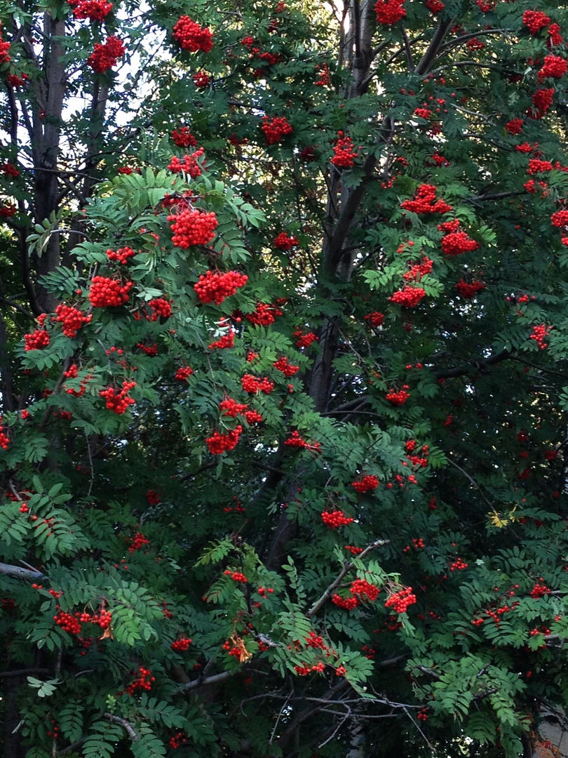 Ad:  IMG_1060.jpg
Gsterim: 203
Boyut:  231.9 KB