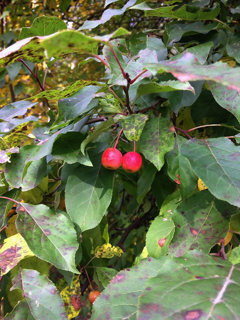 Ad:  IMG_1255.jpg
Gsterim: 251
Boyut:  196.1 KB