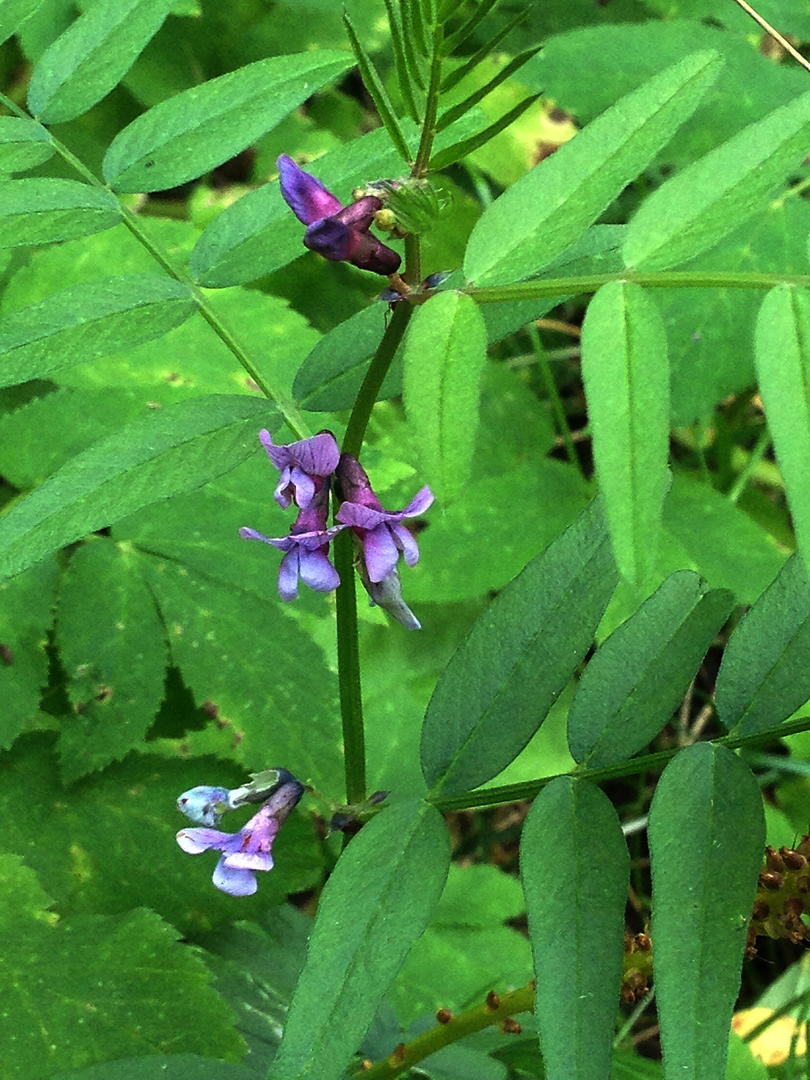 Ad:  IMG_1283.jpg
Gsterim: 219
Boyut:  152.2 KB