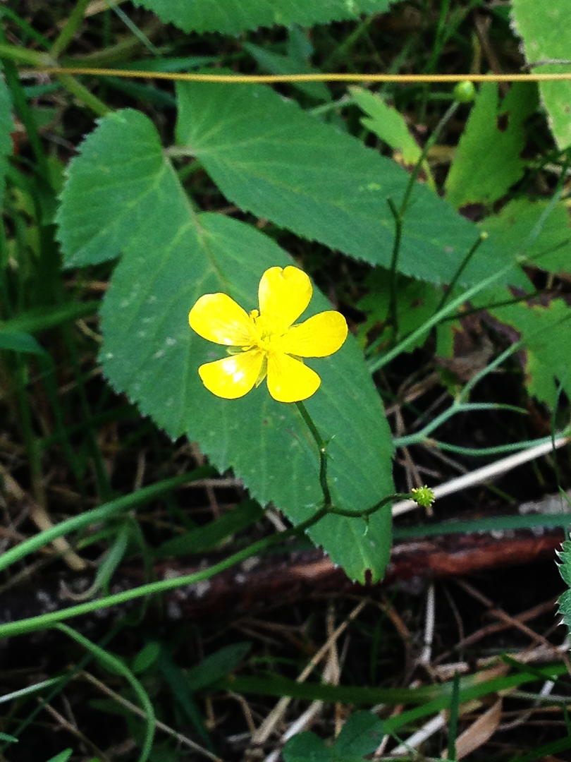 Ad:  IMG_1284.jpg
Gsterim: 225
Boyut:  112.9 KB