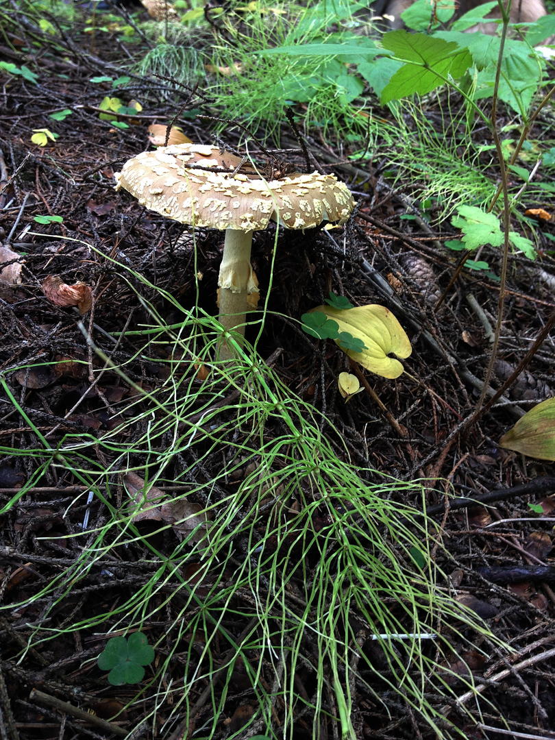 Ad:  IMG_1317.jpg
Gsterim: 318
Boyut:  273.7 KB