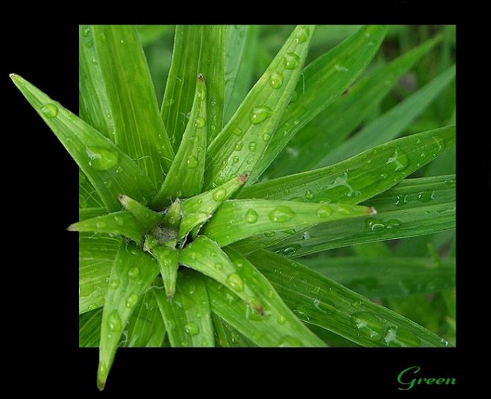 Ad:  zole_zalia-3.jpg
Gsterim: 298
Boyut:  53.7 KB