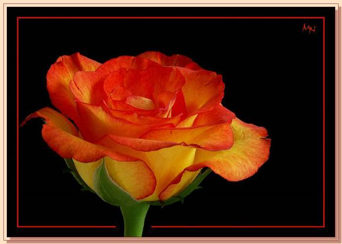 Ad:  gul_372.jpg
Gsterim: 394
Boyut:  35.9 KB