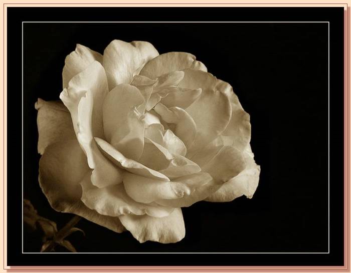 Ad:  gul_373.jpg
Gsterim: 399
Boyut:  37.9 KB