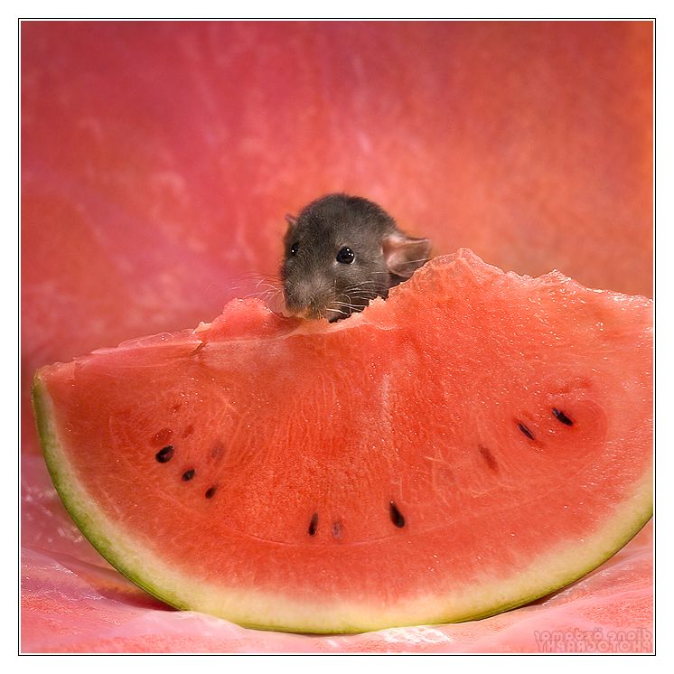 Ad:  arkanys_11___fancy_rat_by_dianephotos.jpg
Gsterim: 999
Boyut:  105.1 KB