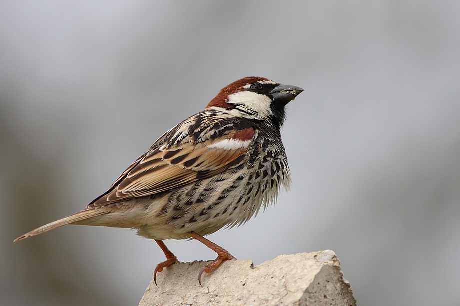 Ad:  1437-kenant-sogut-sercesi-2229-950px.jpg
Gsterim: 525
Boyut:  216.0 KB