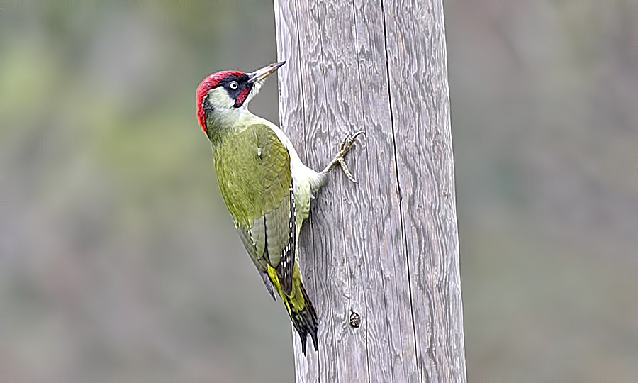 Ad: g9068.jpg
Gösterim: 1338
Boyut: 89.4 KB