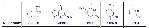 50712d1465776447 nukleobazlar nukleotit bazlari baz1