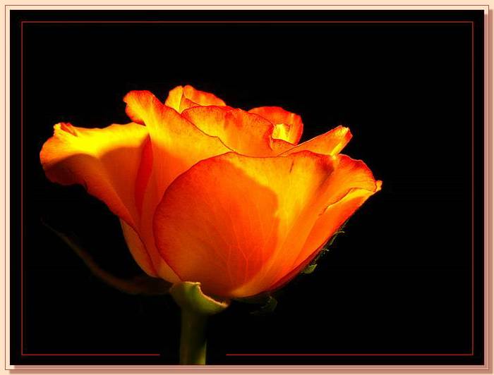 Ad:  gul_374.jpg
Gsterim: 251
Boyut:  34.0 KB