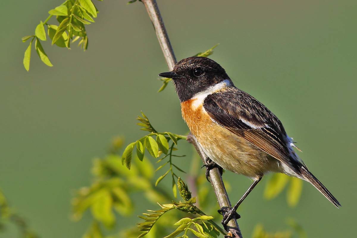 Ad:  img_0538.jpg
Gsterim: 1080
Boyut:  99.4 KB