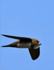 Ad: ak karınlı ebabil.jpg
Gösterim: 446
Boyut: 22.0 KB