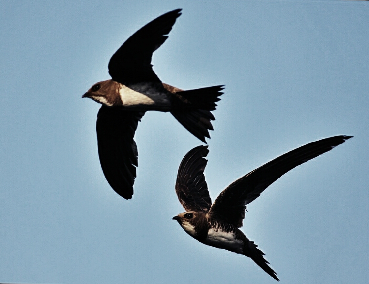 Ad: ak karınlı ebabil.jpg
Gösterim: 716
Boyut: 256.0 KB