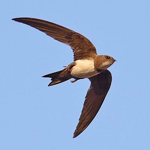 Ad: 1246-ebabil-kusu.jpg
Gösterim: 742
Boyut: 32.5 KB