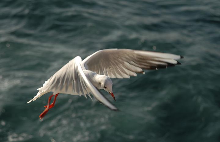 Ad:  looking_for_food.jpg
Gsterim: 234
Boyut:  27.0 KB