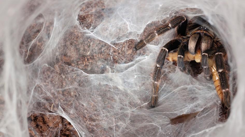 Ad:  tarantula-in-web.jpg.adapt.945.1.jpg
Gsterim: 1521
Boyut:  76.7 KB