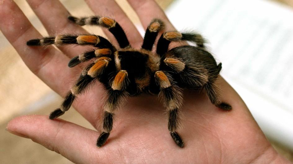 Ad:  tarantula-closeup-hand.jpg.adapt.945.1.jpg
Gsterim: 2048
Boyut:  54.5 KB