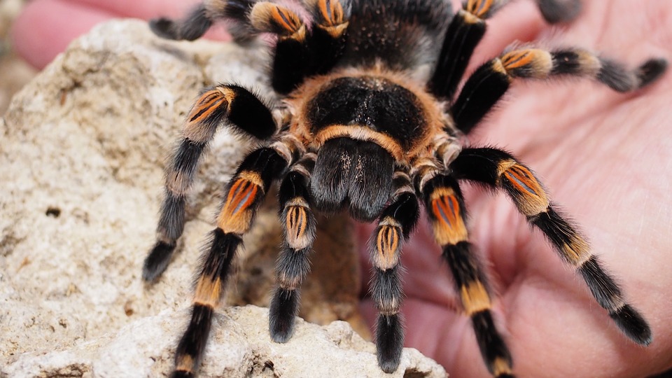 Ad:  tarantula-1416348_960_720.jpg
Gsterim: 1728
Boyut:  141.9 KB
