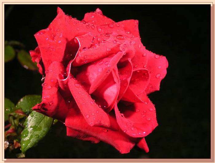 Ad:  gul_377.jpg
Gsterim: 403
Boyut:  42.9 KB