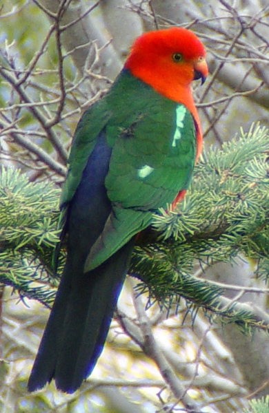 Ad:  king_parrot.jpg
Gsterim: 219
Boyut:  171.3 KB