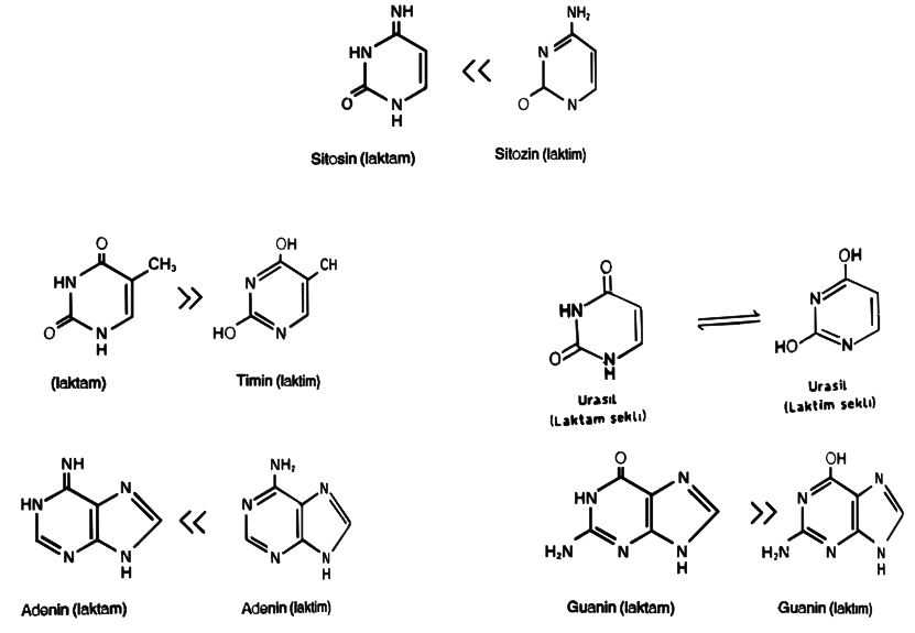 Рнк содержит тимин. Ацетил гуанин Тимин соединения. Лактан формула.