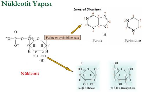 Ad:  nk1.JPG
Gsterim: 3826
Boyut:  25.0 KB