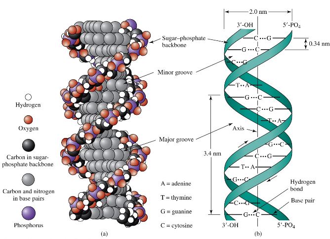 50901d1465944854 nukleik asit genetik malzeme nk1