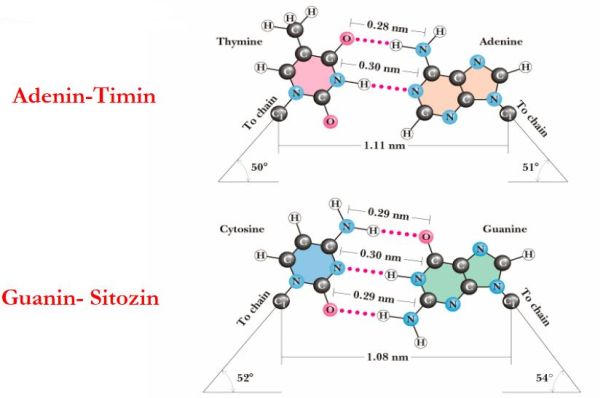 Ad: nk2.JPG
Gösterim: 972
Boyut: 32.4 KB