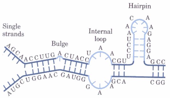 50906d1465945448 nukleik asit genetik malzeme nk6