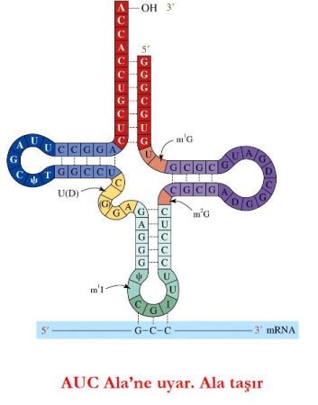 Ad: nk8.JPG
Gösterim: 1751
Boyut: 26.2 KB