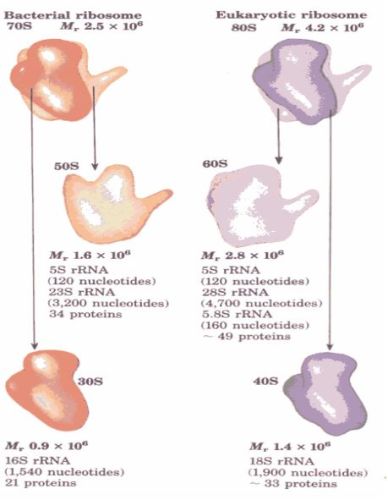 Ad: nk9.JPG
Gösterim: 695
Boyut: 30.6 KB