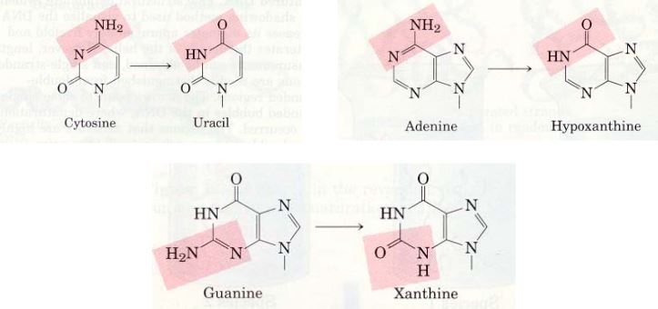 Ad: nk10.JPG
Gösterim: 707
Boyut: 32.1 KB