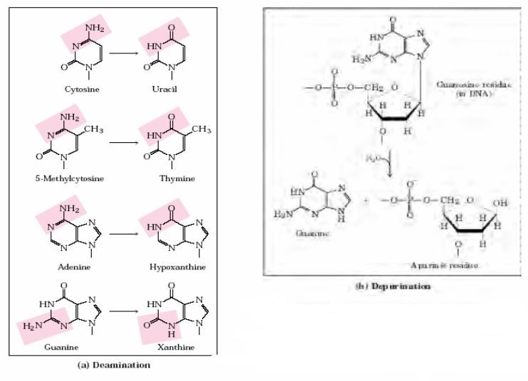 Ad: nk11.JPG
Gösterim: 840
Boyut: 43.7 KB