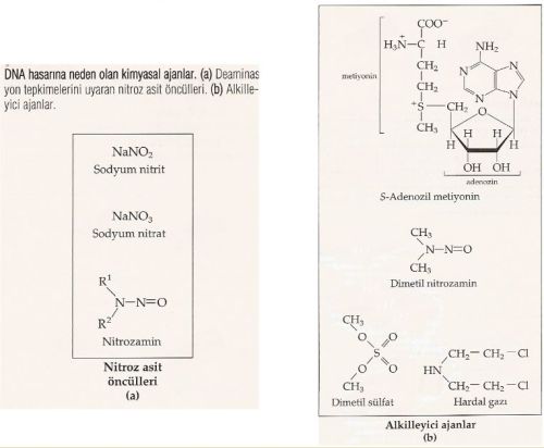 Ad: nk12.JPG
Gösterim: 688
Boyut: 29.5 KB