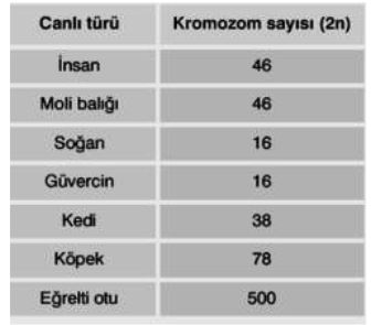 kromozom sayÄ±larÄ± ile ilgili gÃ¶rsel sonucu