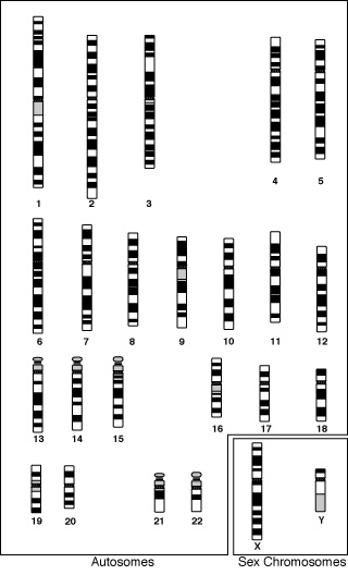 Ad: Caryotype.gif
Gösterim: 18863
Boyut: 29.0 KB