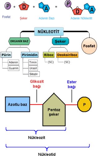 Ad:  nuk.jpg
Gsterim: 16638
Boyut:  24.2 KB