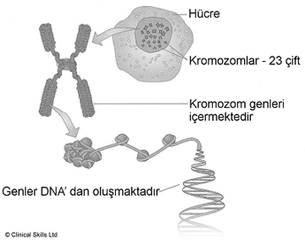 Ad: 2.jpg
Gösterim: 20644
Boyut: 30.6 KB