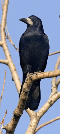 Ad: ekin-kargasi.jpg
Gösterim: 427
Boyut: 33.9 KB