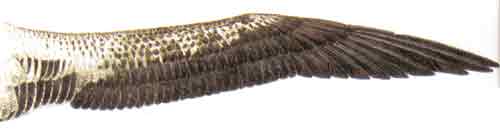 Ad:  2.jpg
Gsterim: 2254
Boyut:  4.6 KB