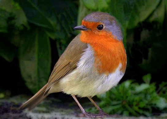 Ad:  kizilgerdan.gif
Gsterim: 1395
Boyut:  118.1 KB