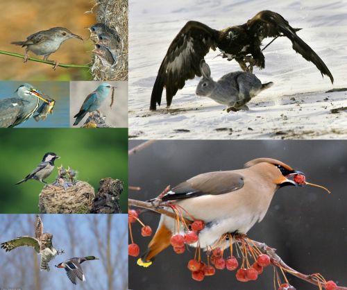 Ad:  ku2.jpg
Gsterim: 3486
Boyut:  43.4 KB