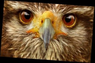 Ad:  ahinGzleri.jpg
Gsterim: 2263
Boyut:  16.2 KB