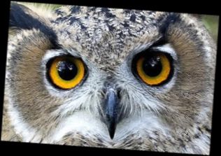 Ad:  Bayku Gzleri.jpg
Gsterim: 2391
Boyut:  19.7 KB