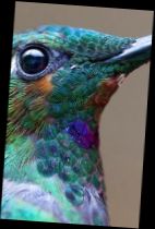 Ad:  Sinek Kularnn Gzleri.jpg
Gsterim: 2056
Boyut:  7.1 KB